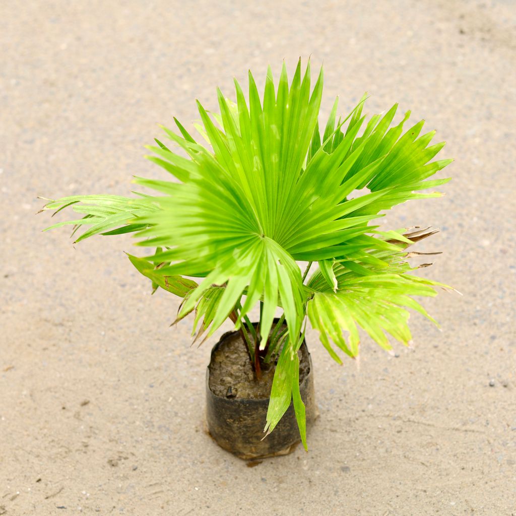 China / Fan Palm in 6 Inch Nursery Bag