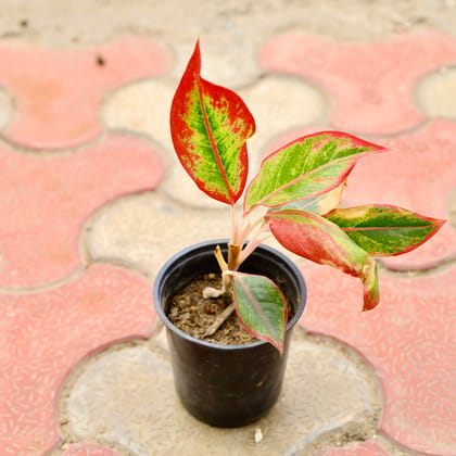 Buy Aglaonema Lipstick in 6 Inch Nursery Pot Online | Urvann.com