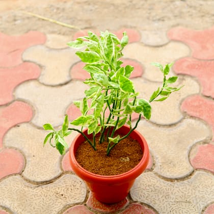 Buy Pedilianthus / Devil'S Backbone in 8 Inch Terracotta Red Classy Plastic Pot Online | Urvann.com