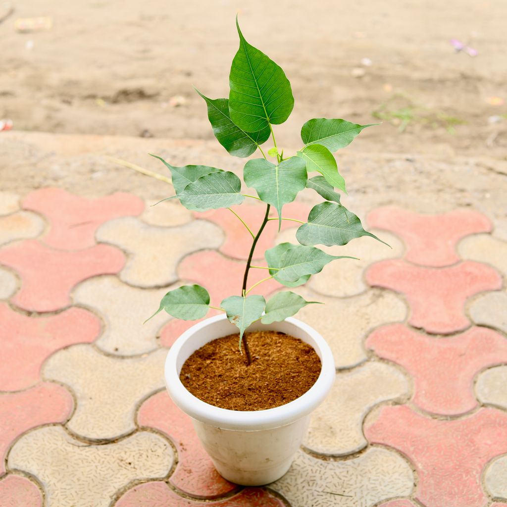 Peepal in 8 Inch White Classy Plastic Pot