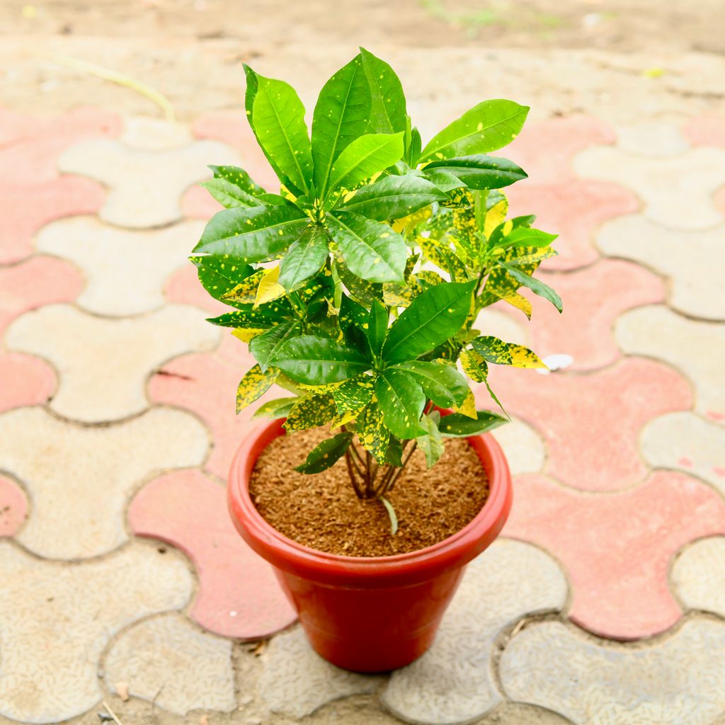 Croton Goldstar in 8 Inch Terracotta Red Classy Plastic Pot