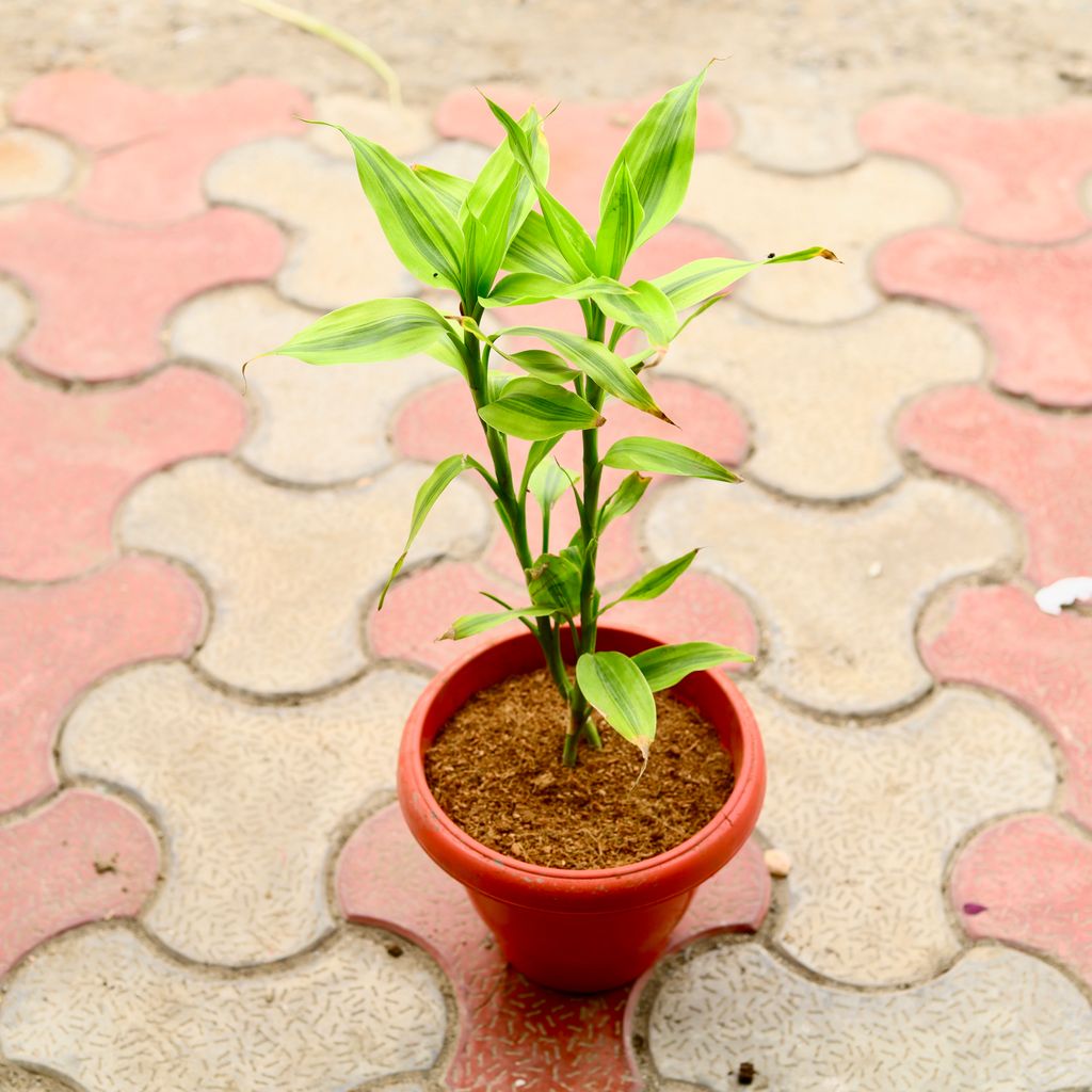 Lucky Bamboo in 8 Inch Terracotta Red Classy Plastic Pot