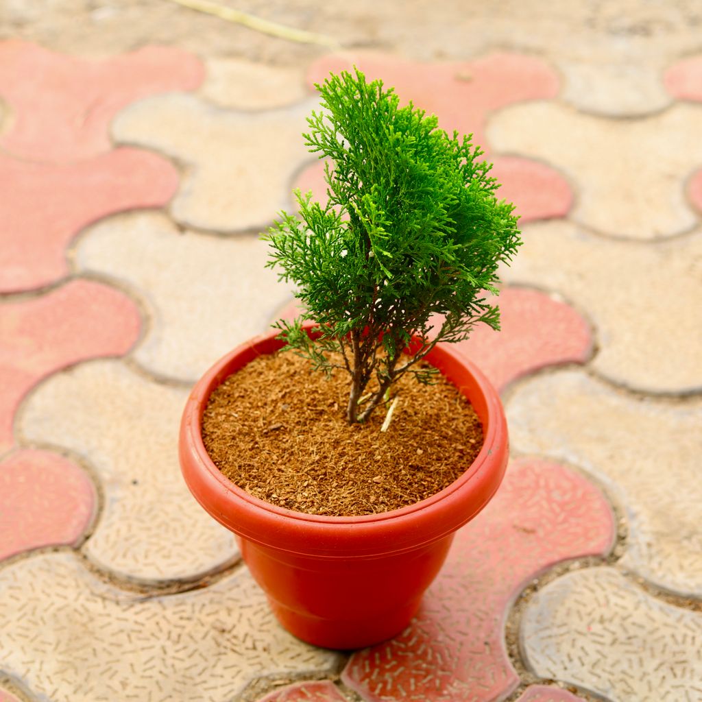 Morpankhi Green in 8 Inch Terracotta Red Classy Plastic Pot