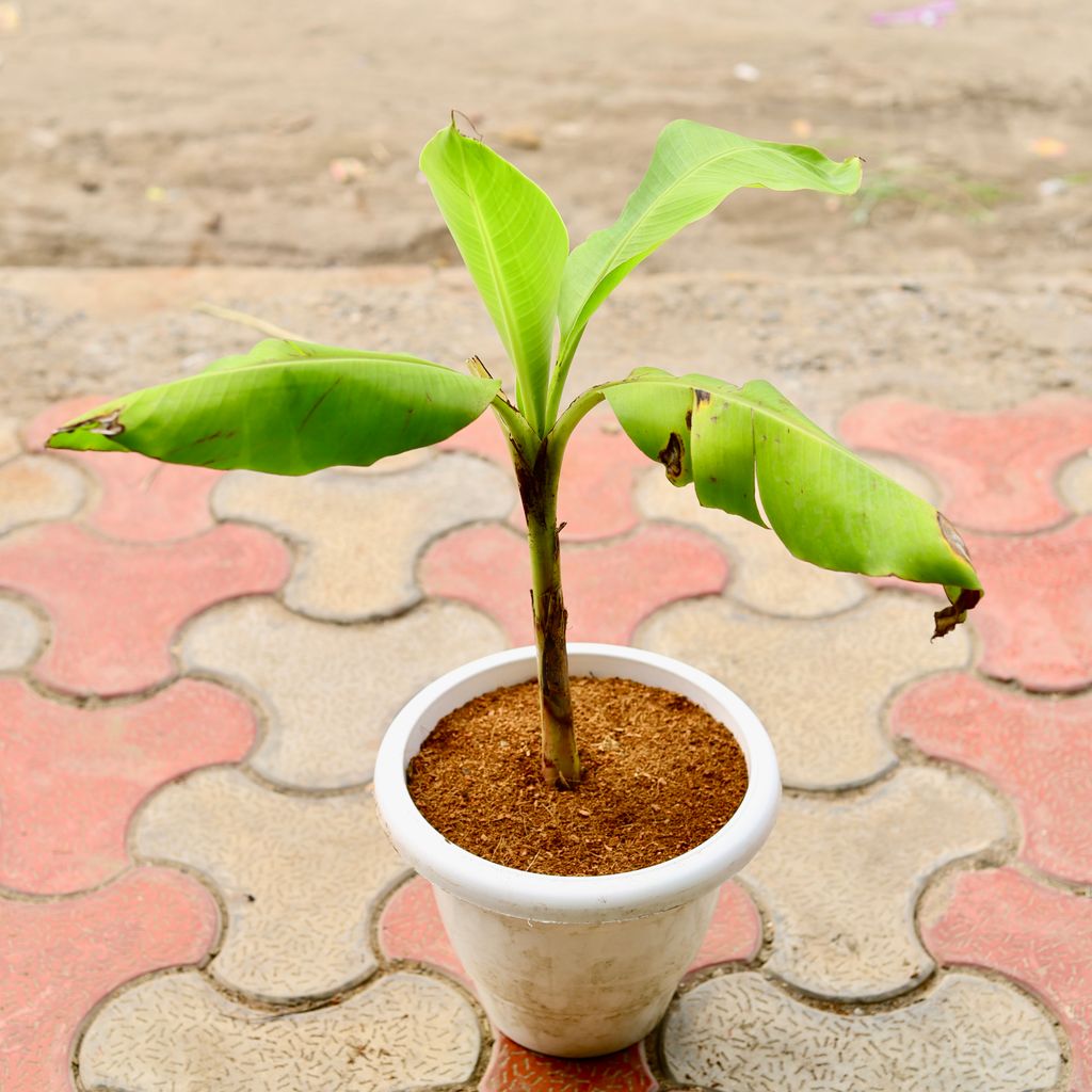 Kela / Banana Plant in 8 Inch White Classy Plastic Pot