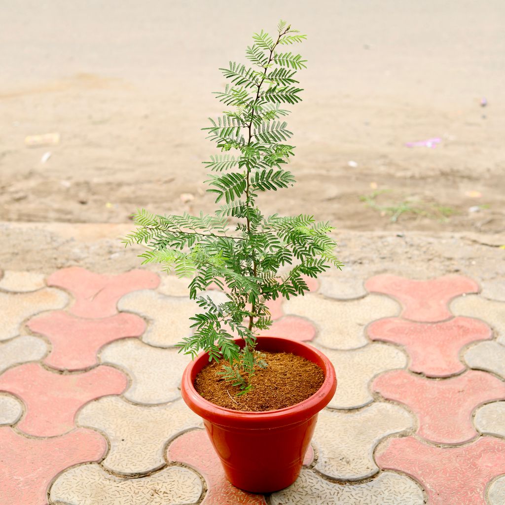 Holy Shami  in 8 Inch Terracotta Red Classy Plastic Pot