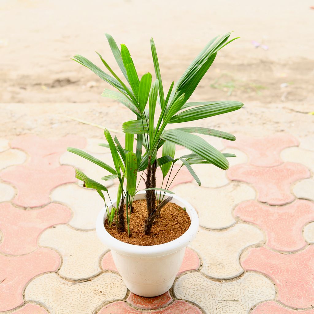 Raphis Palm in 8 Inch White Classy Plastic Pot