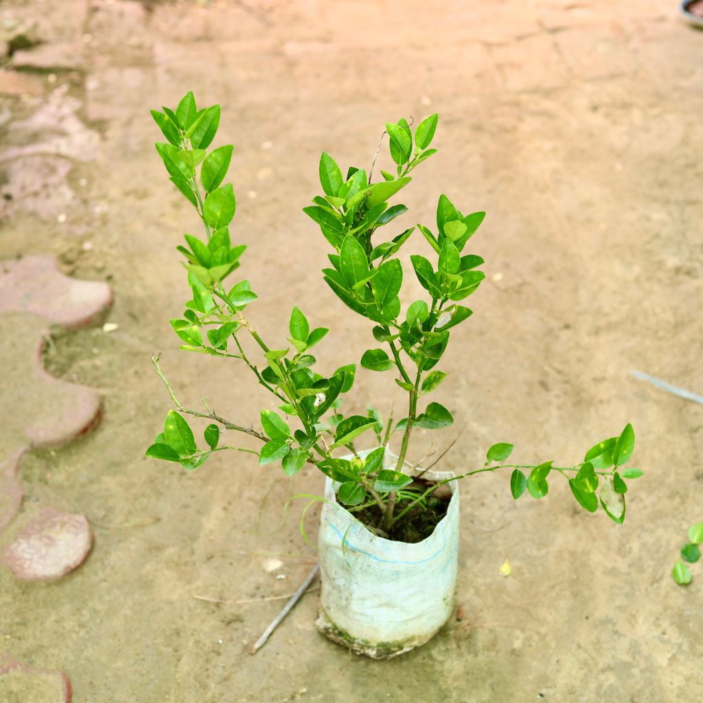 Nimbu / Lemon Plant (~ 1.5 Ft) in 6 Inch Nursery Bag