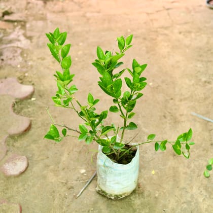 Buy Nimbu / Lemon Plant (~ 1.5 Ft) in 6 Inch Nursery Bag Online | Urvann.com