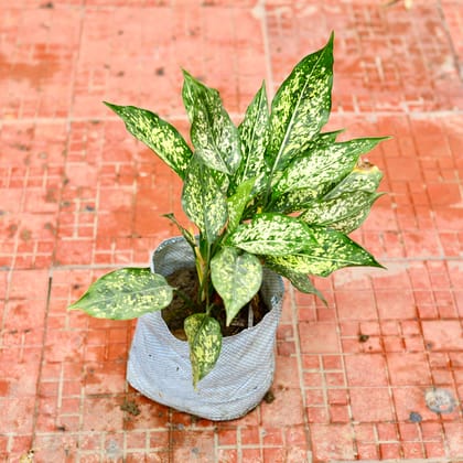 Buy Aglaonema Snow White in 6 Inch Nursery Bag Online | Urvann.com