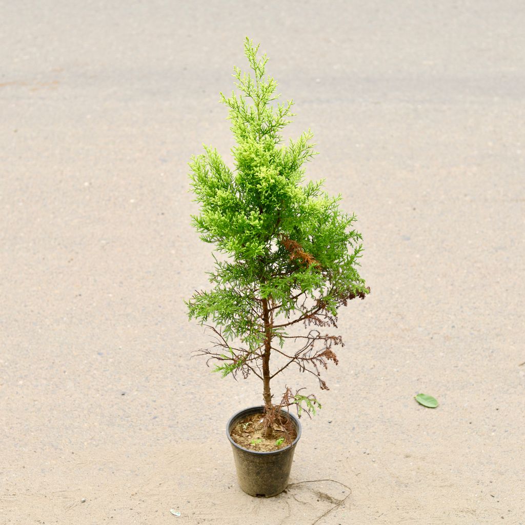 Golden Juniperus (~ 1.5 Ft) in 6 Inch Nursery Pot