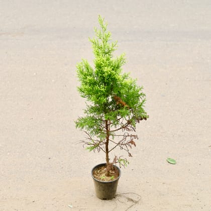 Buy Golden Juniperus (~ 1.5 Ft) in 6 Inch Nursery Pot Online | Urvann.com