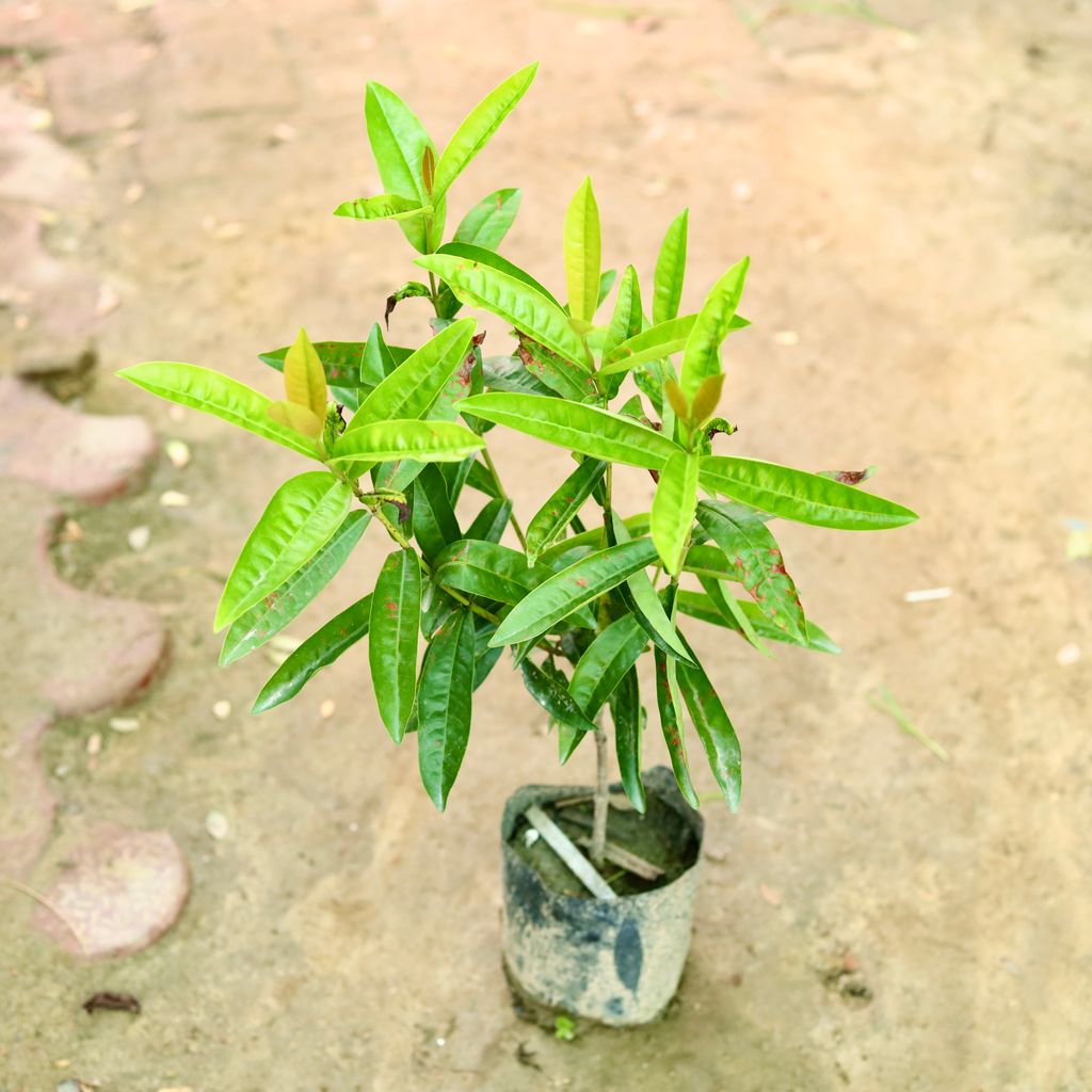 Aam / Mango Amrapali in 6 Inch Nursery Bag