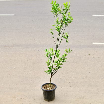 Buy Orange Plant (~ 2.5 Ft) in 6 Inch Nursery Pot Online | Urvann.com