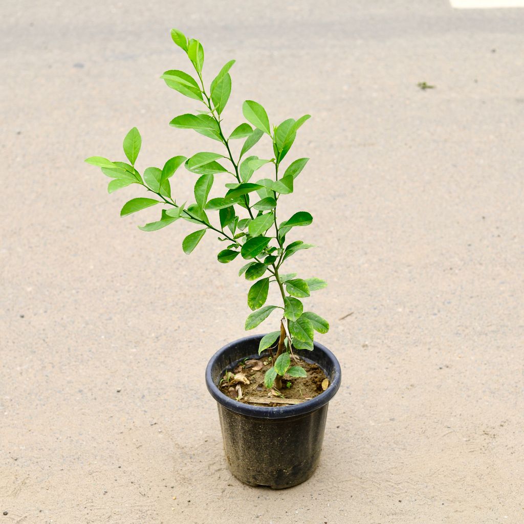 Nimbu / Lemon Plant in 6 Inch Nursery Pot