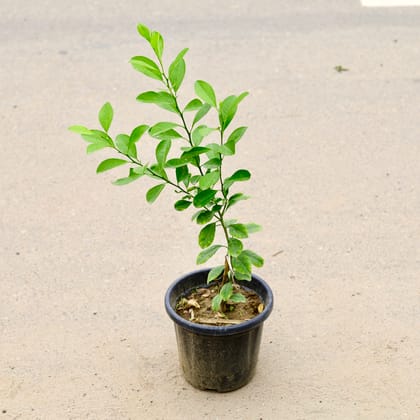 Buy Nimbu / Lemon Plant in 6 Inch Nursery Pot Online | Urvann.com