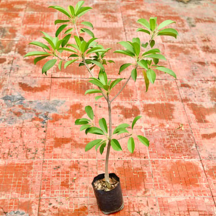 Buy Chiku / Chikoo / Sapodilla Plant (~ 2.5 Ft) in 8 Inch Nursery Bag Online | Urvann.com