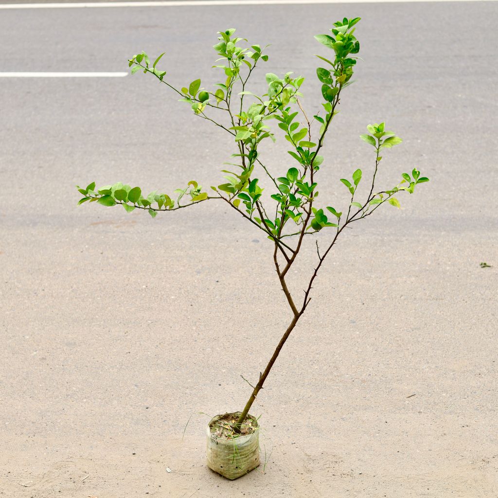 Nimbu / Lemon Plant (~ 3 Ft) in 6 Inch Nursery Bag