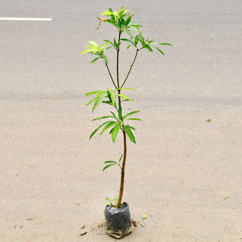 Aam / Mango Suman Rekha (~ 3.5 Ft) in 6 Inch Nursery Bag