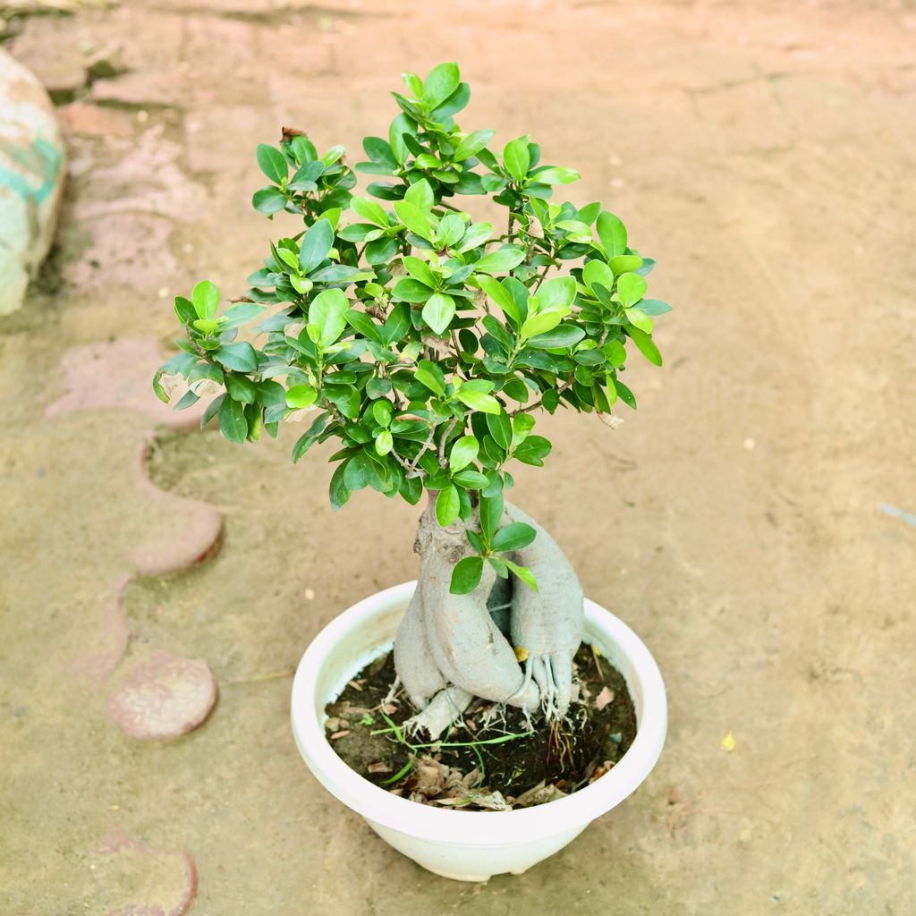 Ficus Bonsai in 12 Inch White Bonsai Tray