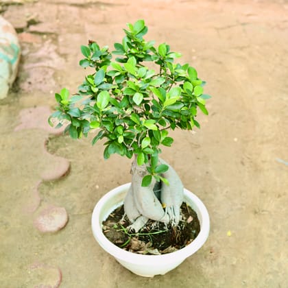 Buy Ficus Bonsai in 12 Inch White Bonsai Tray Online | Urvann.com