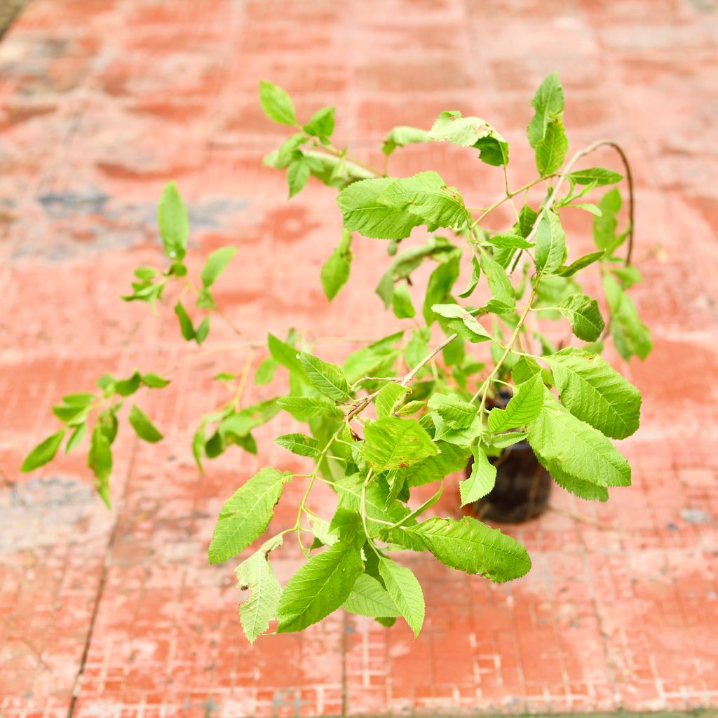 Rama Tulsi in 4 Inch Nursery Bag