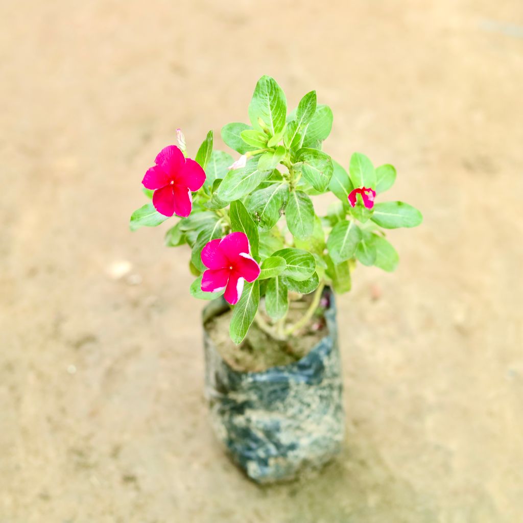 Periwinkle / Vinca / Sadabahar (Any Colour) in 3 Inch Nursery Bag