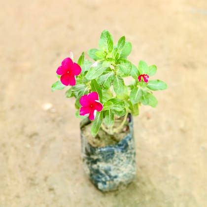 Buy Periwinkle / Vinca / Sadabahar (Any Colour) in 4 Inch Nursery Bag Online | Urvann.com