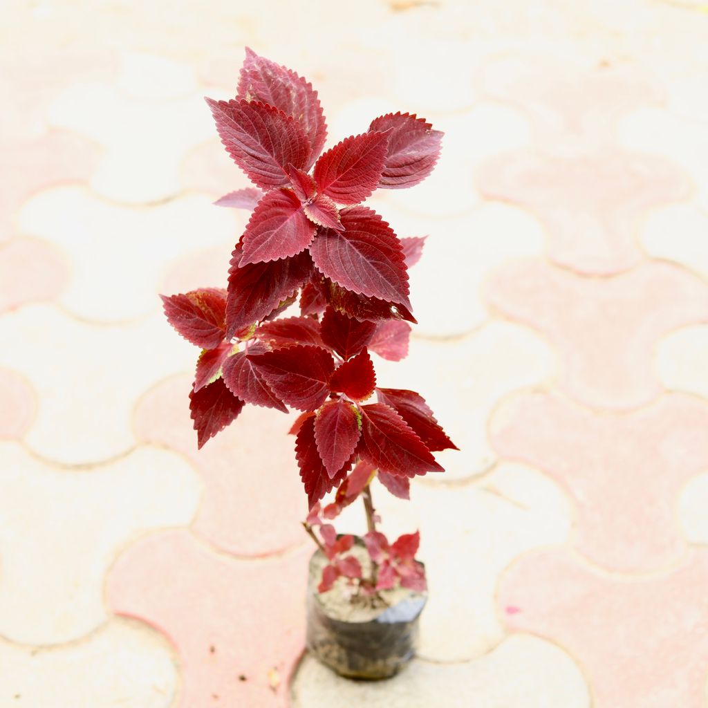 Coleus Red (Any Design) in 4 Inch Nursery Bag