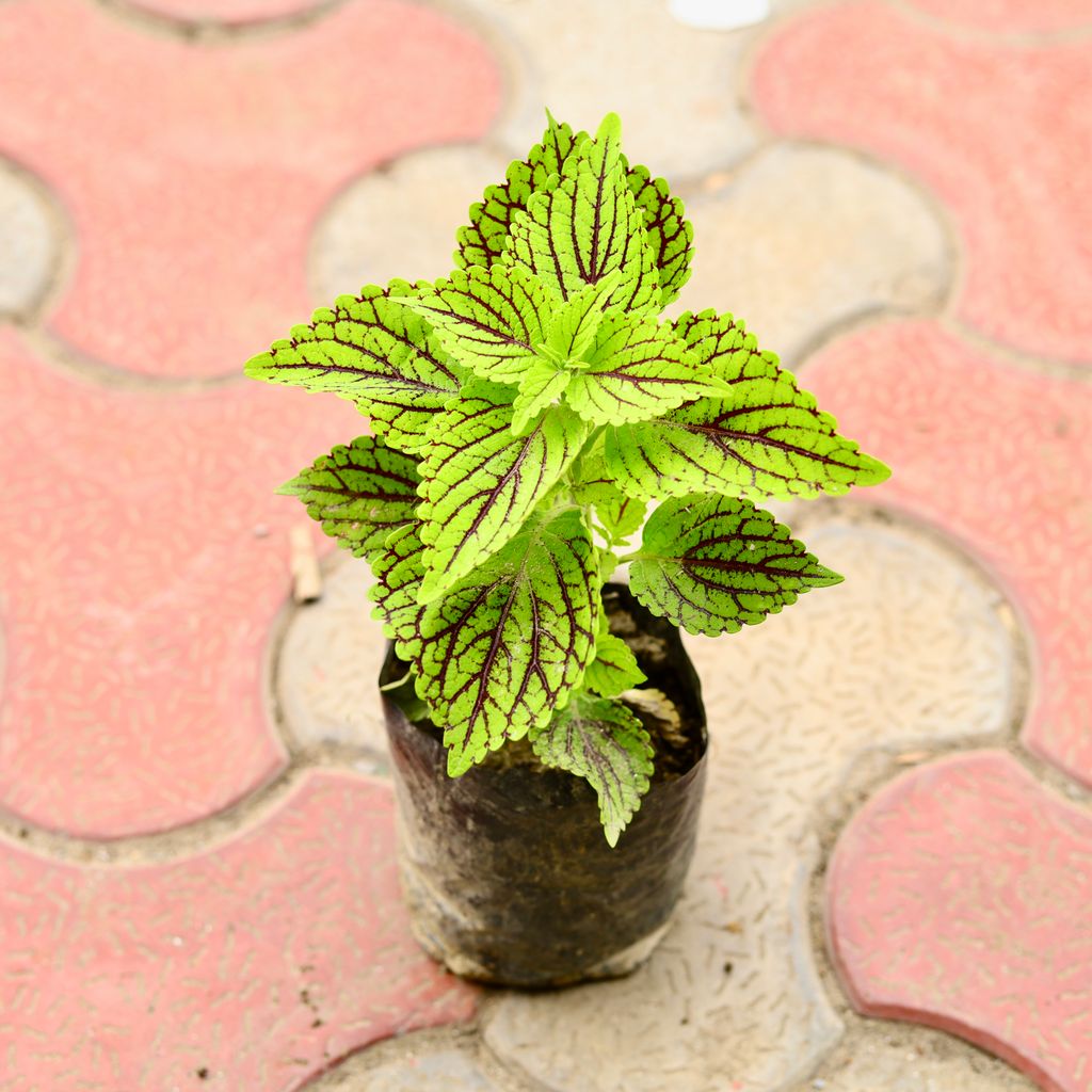 Coleus Green (Any Design) in 4 Inch Nursery Bag