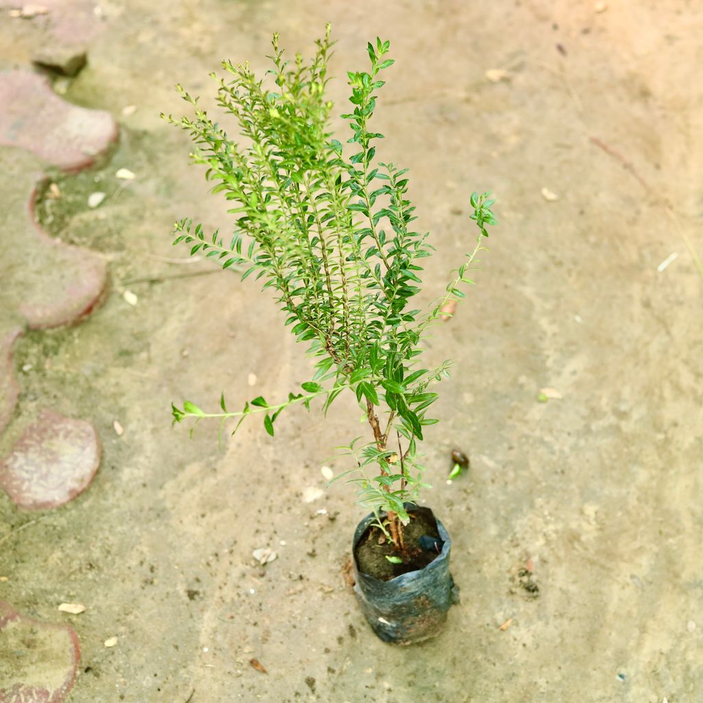 Cuphea / False Heather (~ 1.5 Ft) ( Any Colour) in 4 Inch Nursery Bag