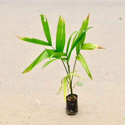 Buy Bamboo Plant (~ 1.5 Ft) in 4 Inch Nursery Bag Online | Urvann.com