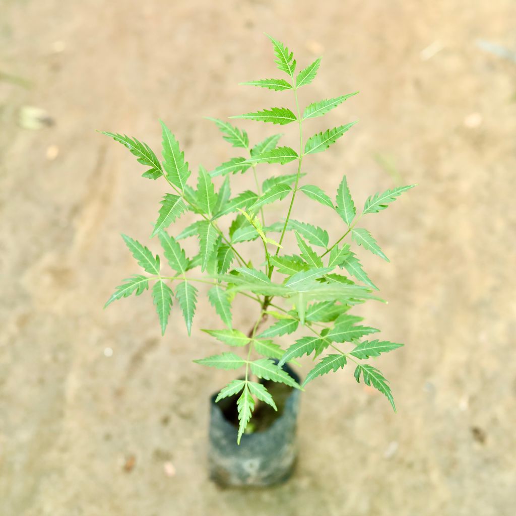 Neem in 4 Inch Nursery Bag