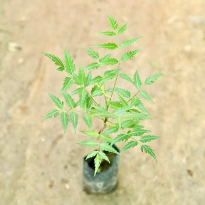 Buy Neem in 4 Inch Nursery Bag Online | Urvann.com