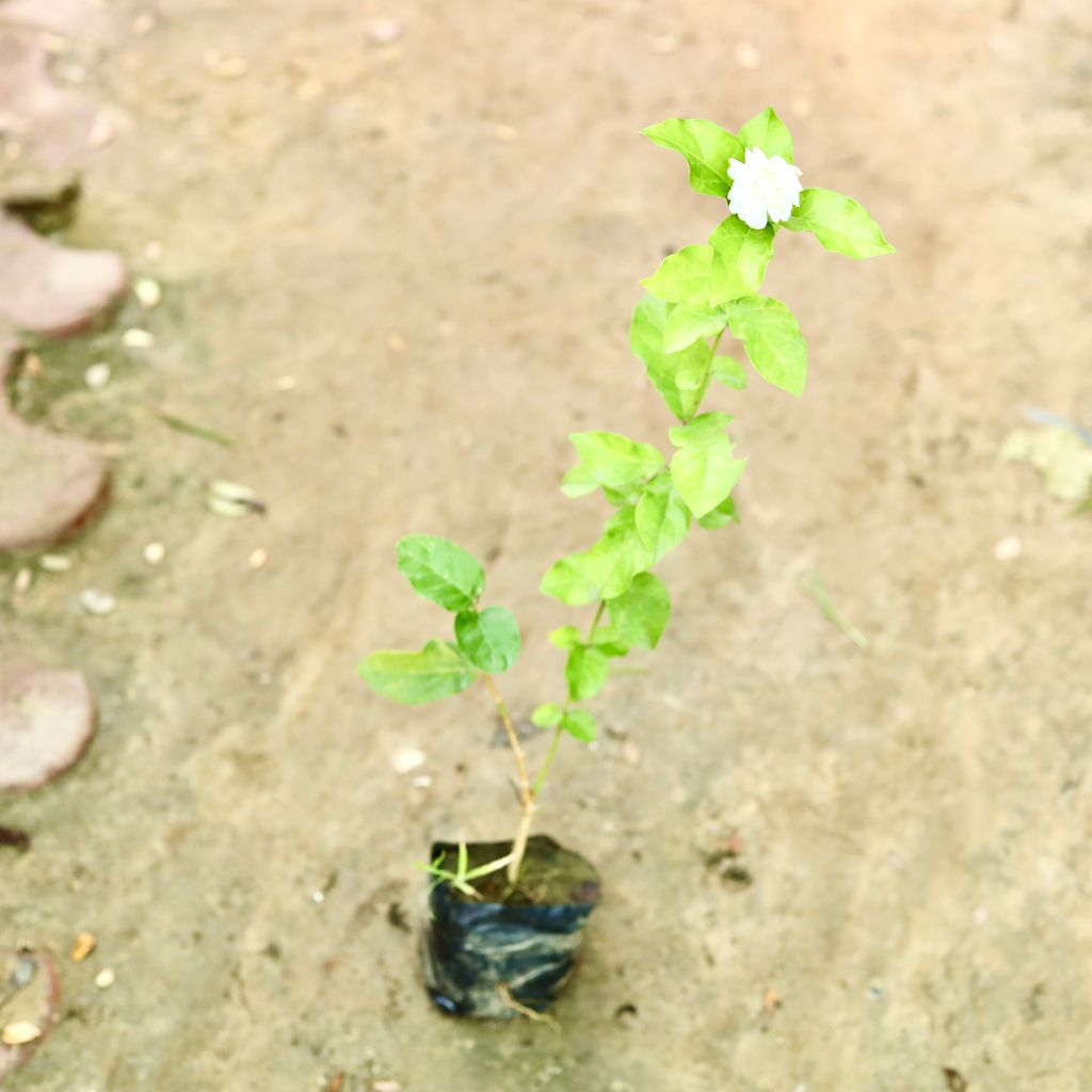 Mogra / Jasmine in 4 Inch Nursery Bag