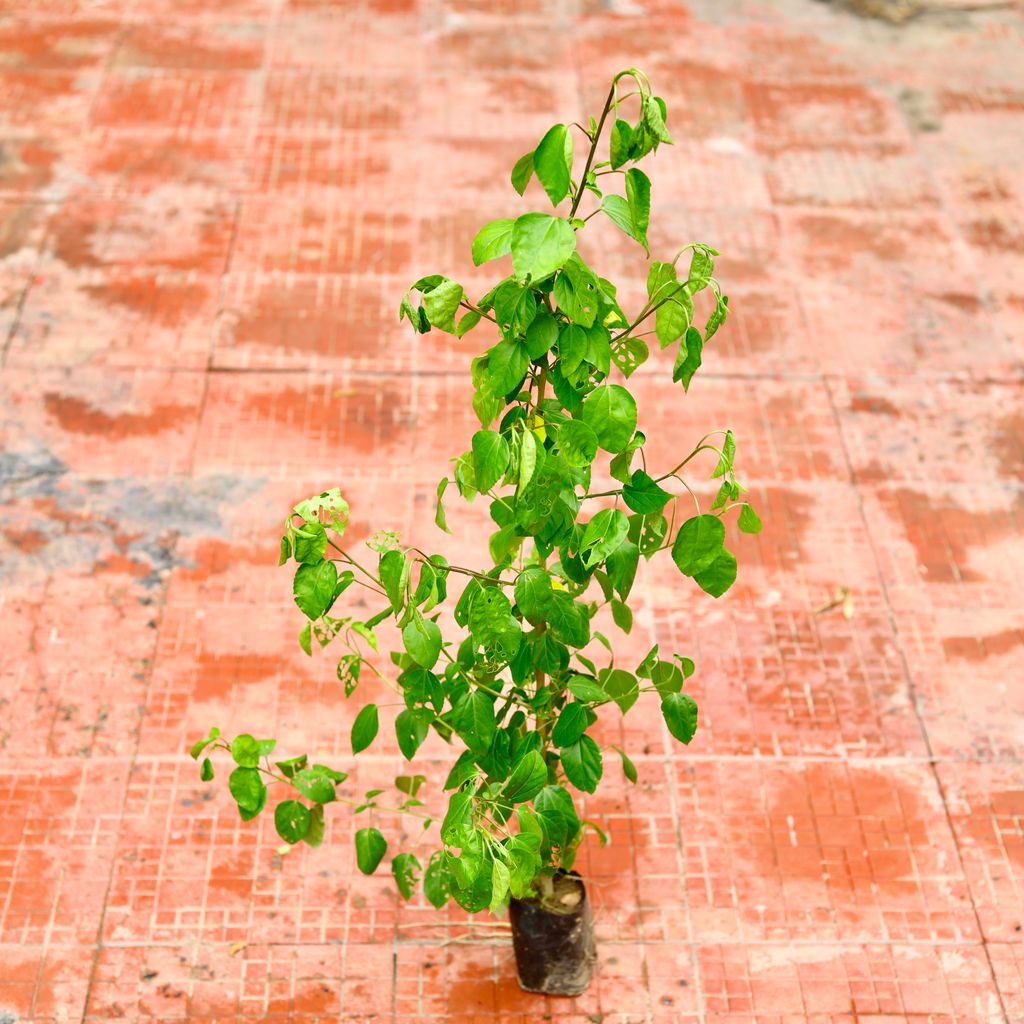 Hibiscus / Gudhal Desi (~ 2.5 Ft) (Any Colour)  in 4 Inch Nursery Bag