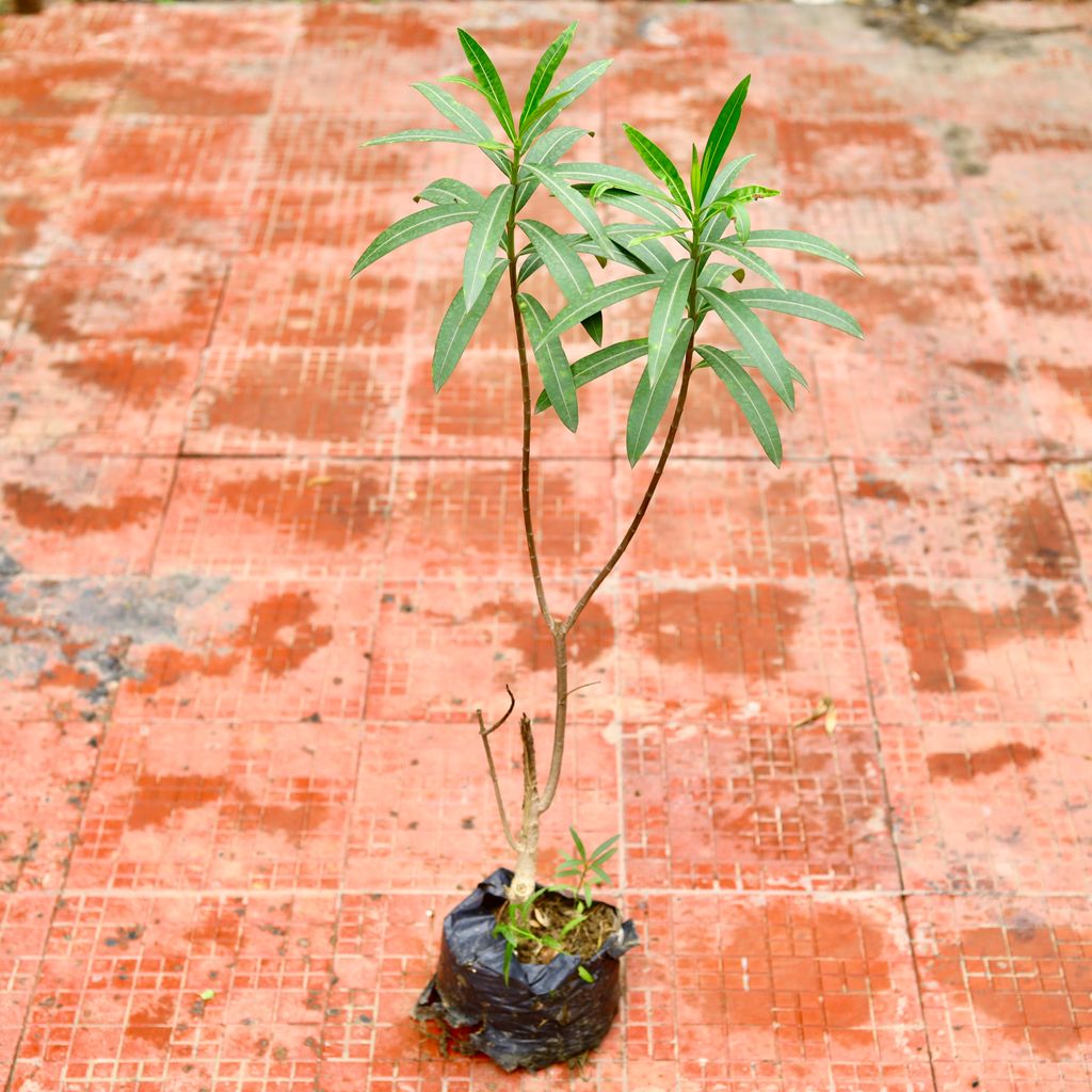 Oleander / Kaner Red (~ 1.5 Ft) in 4 Inch Nursery Bag