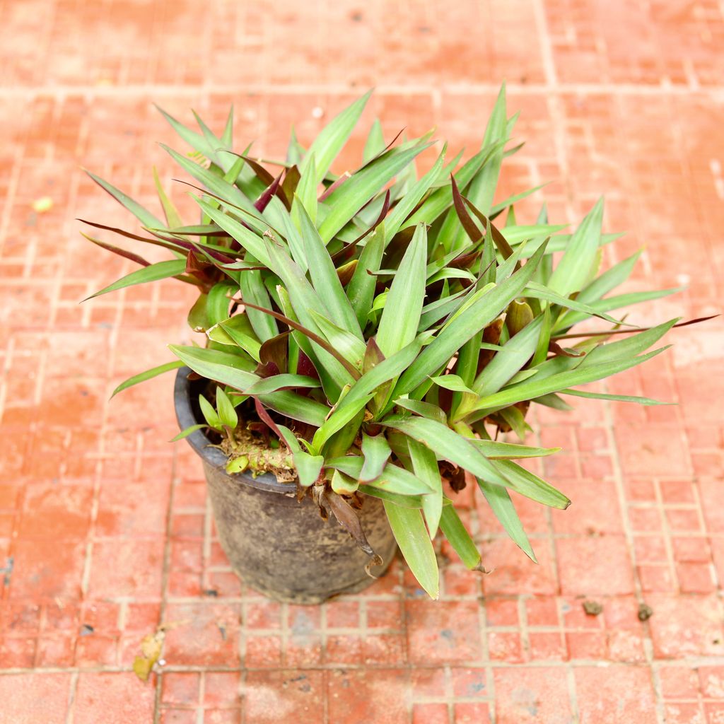 Rhoeo / Durangi in 6 Inch Nursery Pot