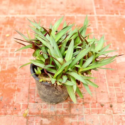 Buy Rhoeo / Durangi in 6 Inch Nursery Pot Online | Urvann.com