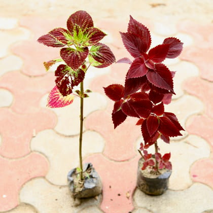 Buy Set Of 2 - Coleus Red (Any Design) in 4 Inch Nursery Bag Online | Urvann.com