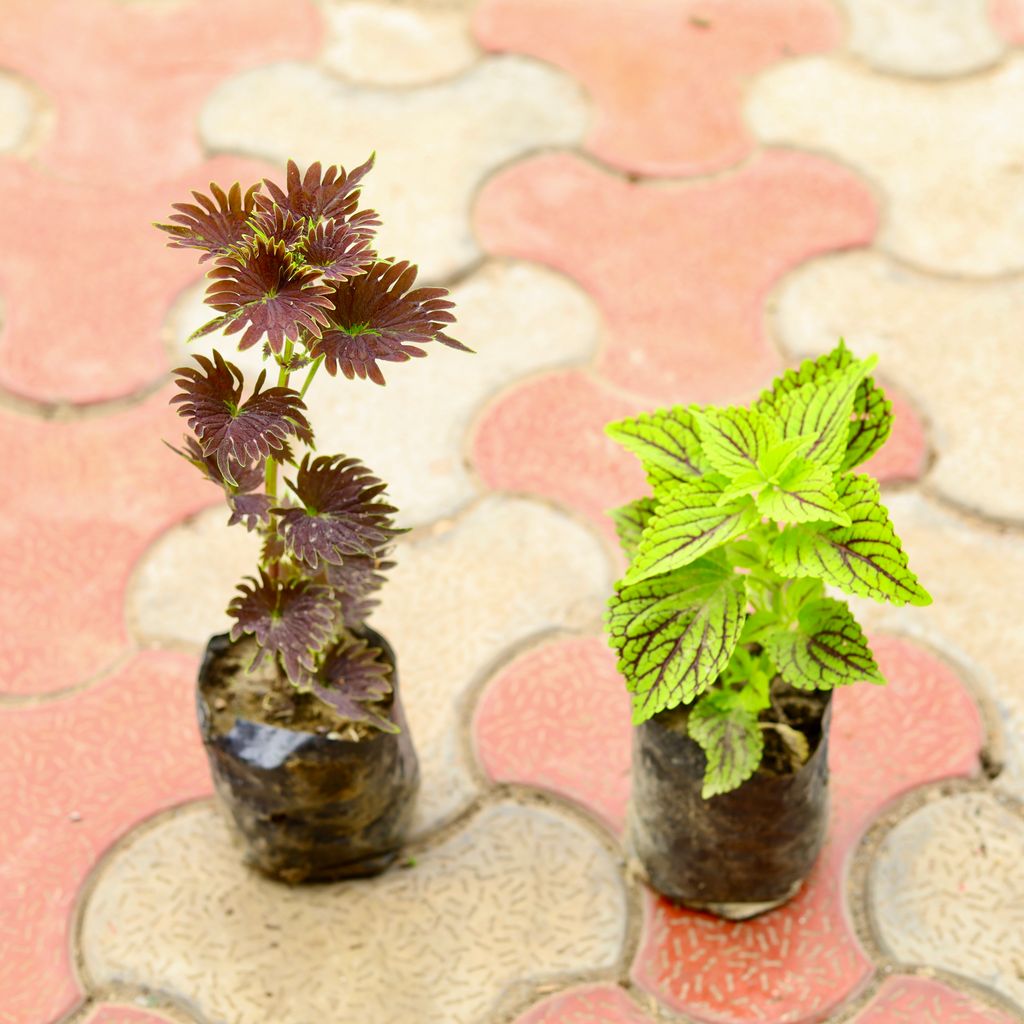 Set Of 2 - Coleus (Red & Green) (Any Design) in 4 Inch Nursery Bag