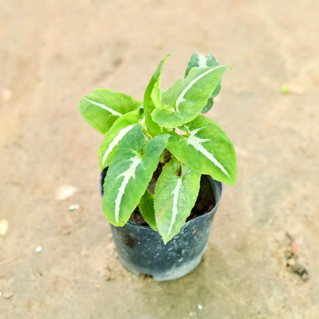 Syngonium Green White in 3 Inch Nursery Pot