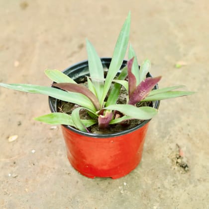 Buy Rhoeo / Durangi in 6 Inch Nursery Pot Online | Urvann.com