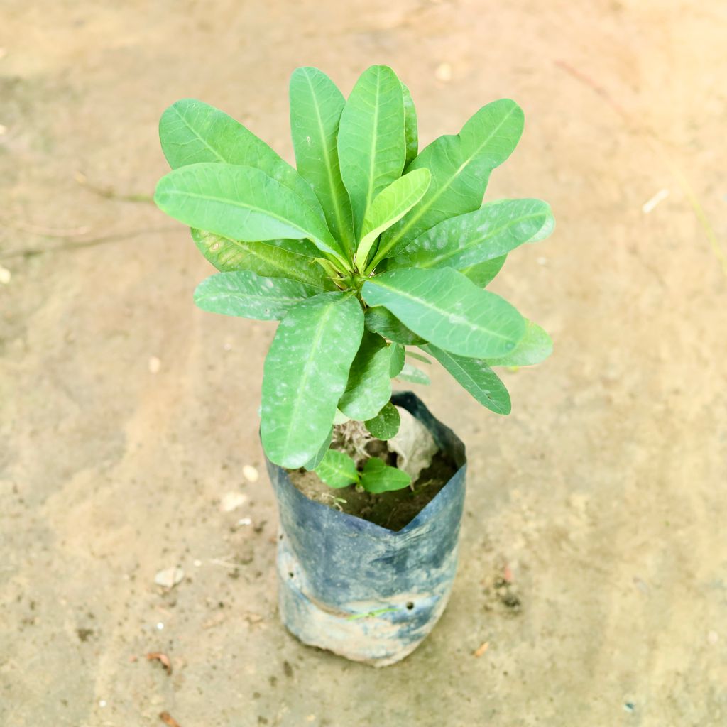 Champa / Plumeria in 6 Inch Nursery Bag