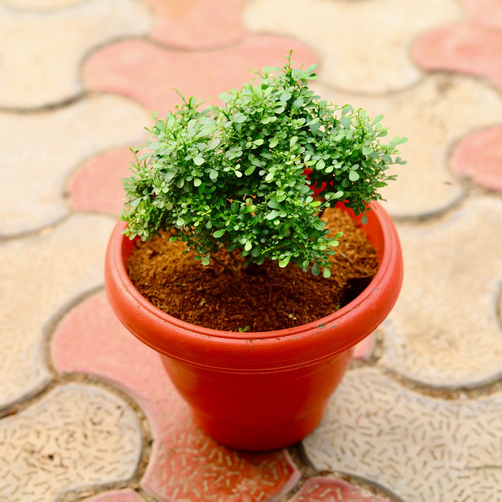 Table Kamini in 8 Inch Terracotta Red Classy Plastic Pot