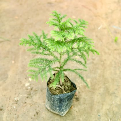 Buy Araucaria / Christmas Tree  in 4 Inch Nursery Bag Online | Urvann.com