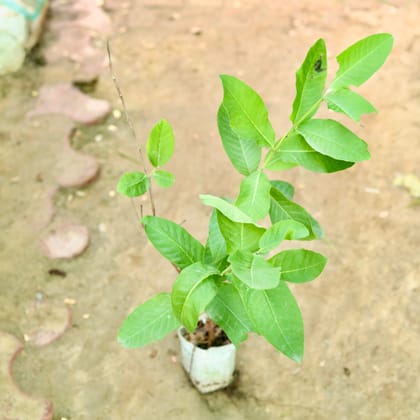 Buy Amrood / Guava in 4 Inch Nursery Bag Online | Urvann.com