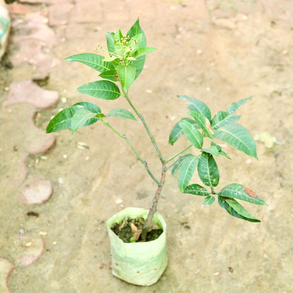 Ixora Red in 4 Inch Nursery Bag