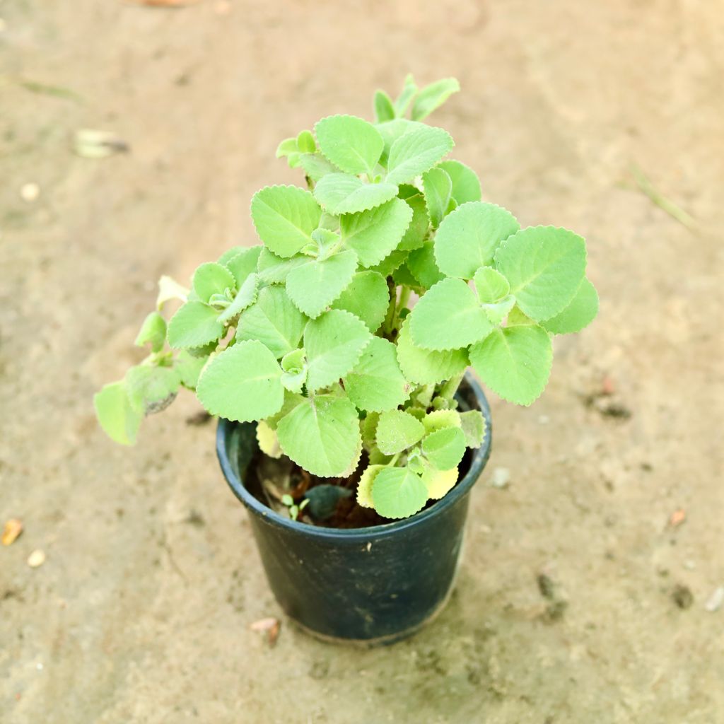 Ajwain in 6 Inch Nursery Pot