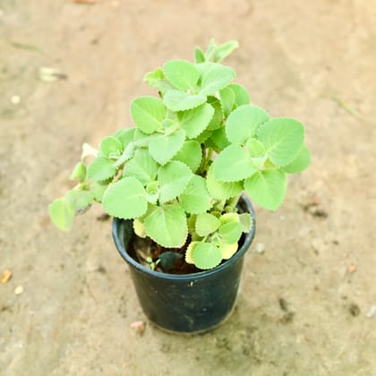 Buy Ajwain in 6 Inch Nursery Pot Online | Urvann.com