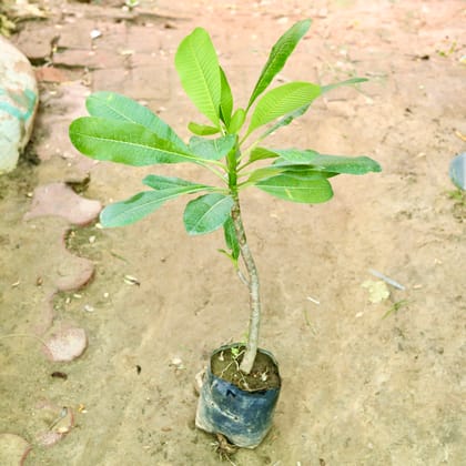 Buy Champa / Plumeria (~ 2 Ft) in 4 Inch Nursery Bag Online | Urvann.com